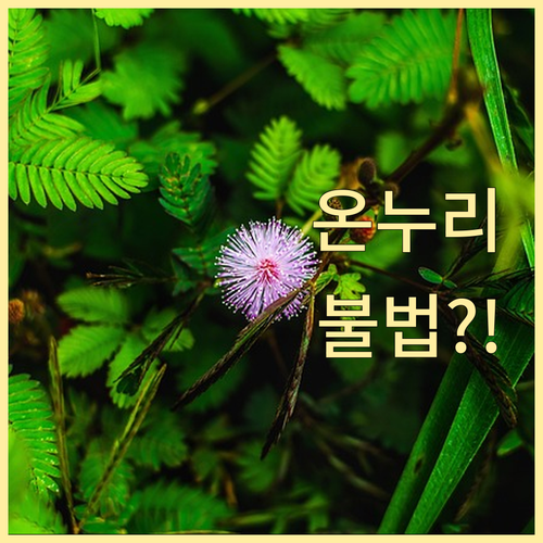 온누리상품권 중고 판매, 알고 보면 불법? 합법적인 사용법 확인!